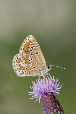 Sonnenröschenbläuling - WES Drevenacker Dünen - (18.07.2020)