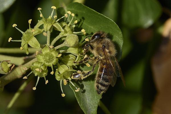 Nr.08/17 - Colletes hederae (Efeu-Seidenbiene) - OB-Weiherstr. 116 (03.10.2018)
