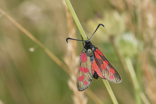 Sechfleck-Widderchen - Am Rheindamm hinter Bislich - (26.06.2021)