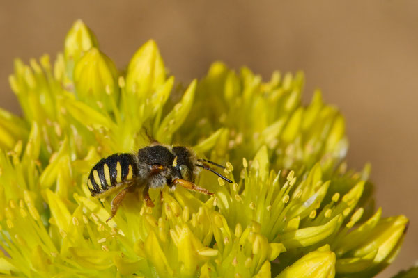 Anthidium onlongatum - Garten