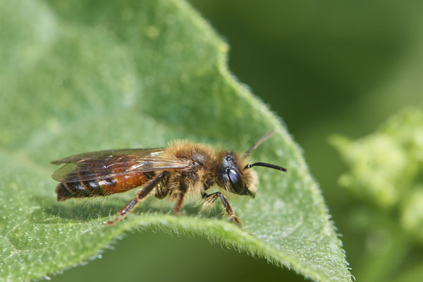 Nr.0537 - Andrena florea / Zaunrüben Sandbiene - DU - Landschaftspark-Nord - 51°28`58.62" 6°47`04.98" - (13.05.2019)