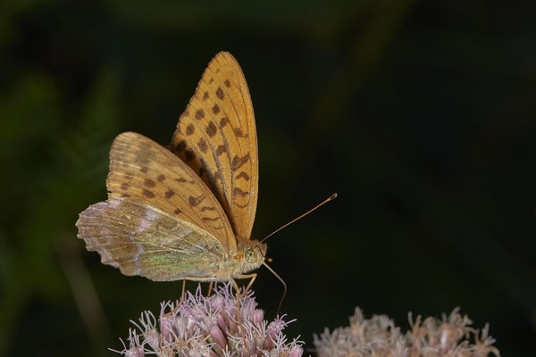 Kaisermantel - (31.07.2020)