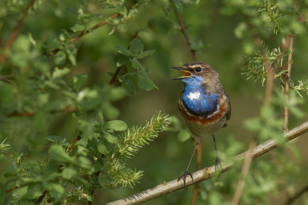 Blaukehlchen