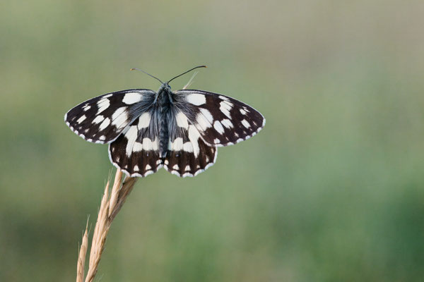 Schachbrettfalter