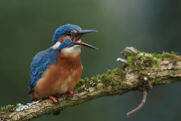 Serie vom Eisvogelmann - heute im Garten - (25.11.2019)