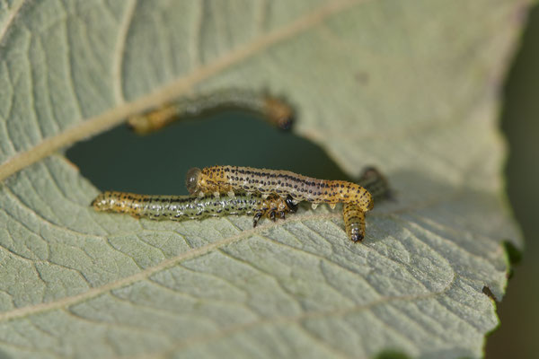 Larve der Weidenblattwespe / Nematus pavidus - Bottrop Flugplatz Schwarze Heide - (29.10.2022)