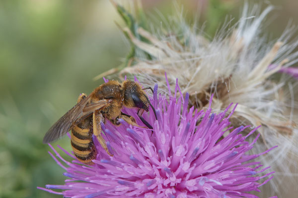 Halictus scabiosae - Mehrum Rheindeich - 51°34`20.93" 6°37`37.00" - (15.08.2020)