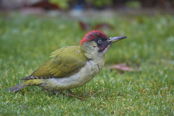 Grünspecht im Garten