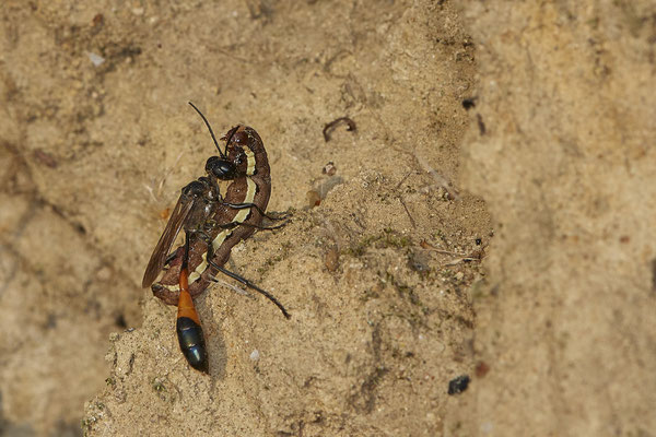 Nr.18/11 - Ammophila sabulosa mit Raupe vom Eulenfalter - LMB - (19.10.2018)