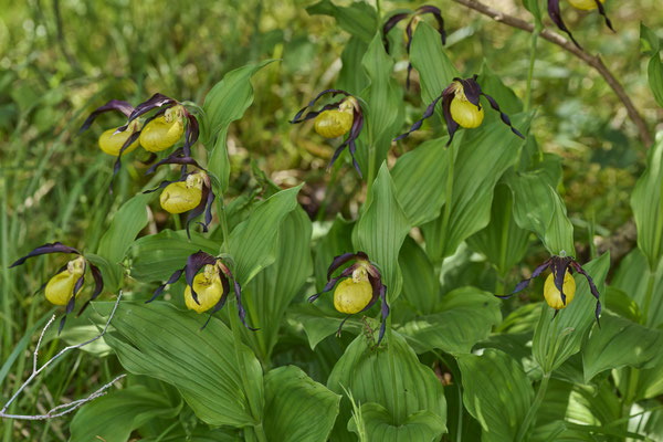Frauenschuh - Orchideen-Urlaub im Allgäu vom 26.05. bis 09.06.2024