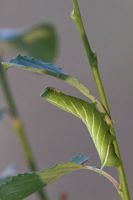 Raupe des Abendpfauenauges