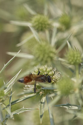 Sphecodes gibbus ?? - Dinslaken Emschermündung - 51°33`56.26" 6°41`27.74" - (08.08.2020)