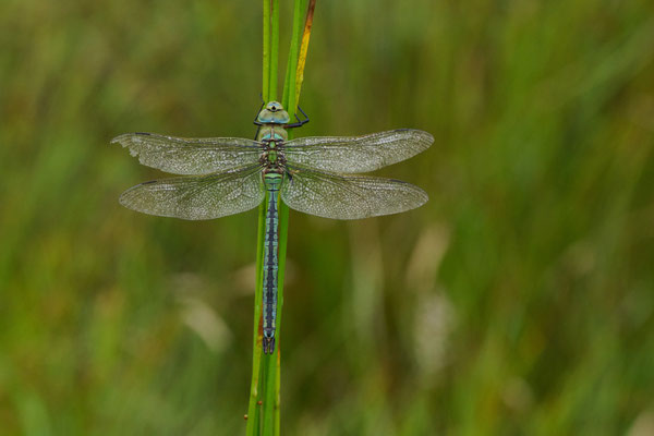 Große Königslibelle