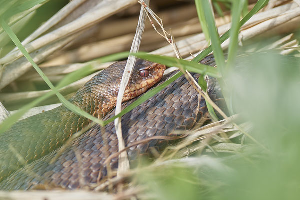 Kreuzotter - Venner Moor - (26.05.2019)