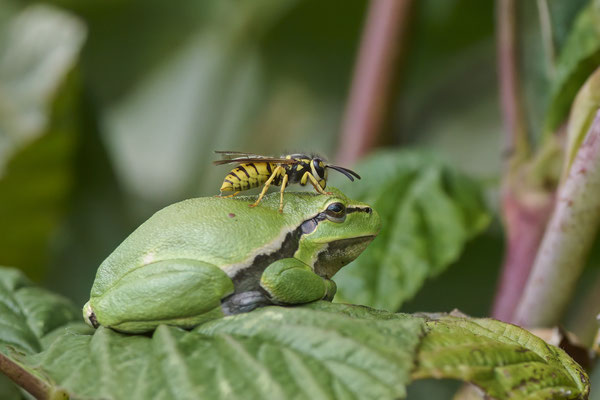 Laubfroschlandeplatz