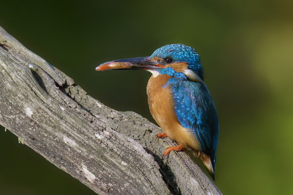 Eisvogel