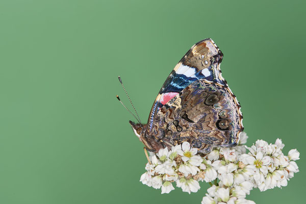 Admiral