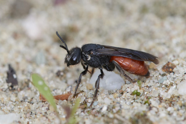 Nr.0508 - Sphecodes albilabris / Große Blutbiene - OB LMB - 51°29`11.55" 6°53`53.48" - (11.05.2019)