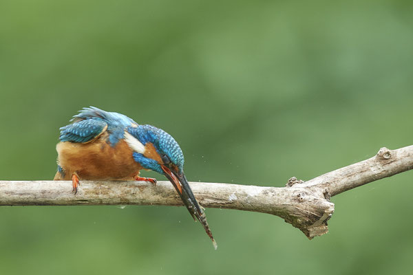Eisvogel - und geklopft - (22.05.2020)