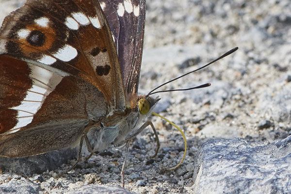 Großer Schillerfalter - Heute auf Schmetterlingstour - Rückseite Flugplatz Schwarze Heide - (25.06.2022)