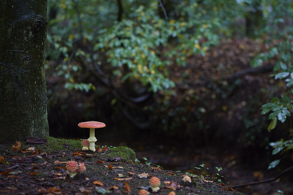 Fliegenpilze am Rotbach Kirchhellener Heide - (30.09.2019)