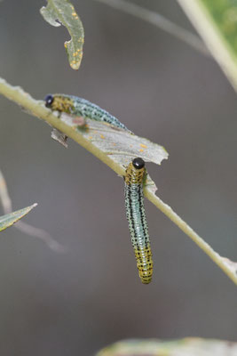 Larve der Weidenblattwespe / Nematus pavidus - Bottrop Flugplatz Schwarze Heide - (29.10.2022)