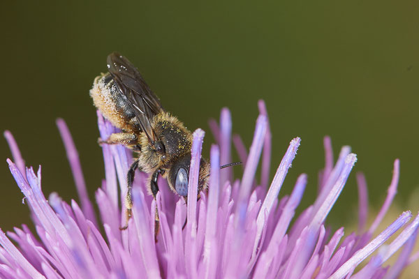 Nr.0720 - Osmia spinulosa / Bedornte Schneckenhaus Mauerbiene - w - OB Neue Mitte 2 - 51°29`13.68" 6°53`13.28" - (16.06.2019)