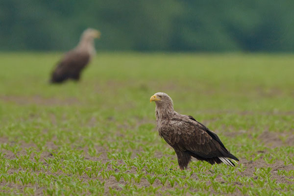 Seeadler