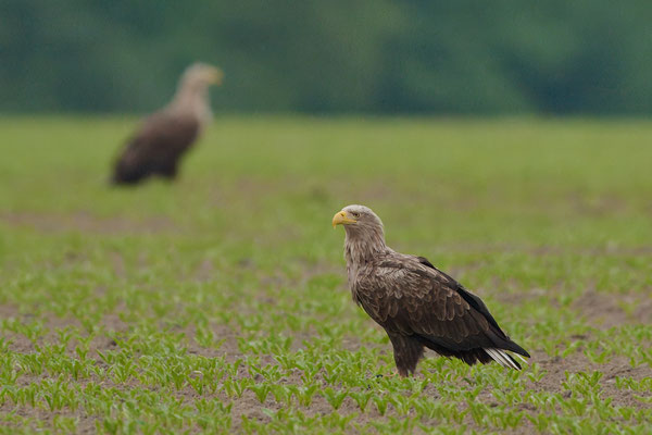 Seeadler