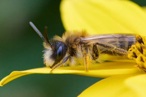 Andrena gravida - 21.10.2025 im Garten