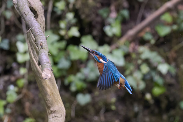Eisvogel