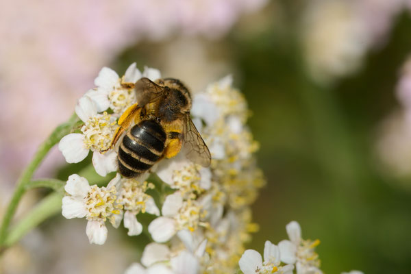 Andrena flavipes - Garten