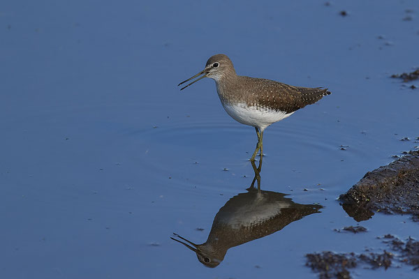 Waldwasserläufer