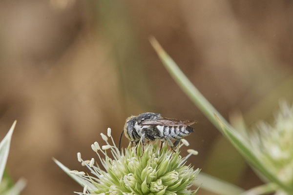 Coelioxys afra - Kegelbiene - Dinslaken Emschermündung - 51°33`56.26" 6°41`27.74" - (13.08.2020) - Rote Liste: Kategorie 3: Gefährdet