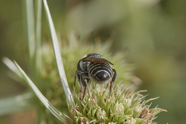 Megachile sp. - Dinslaken Emschermündung - (18.08.2020)