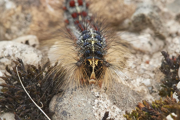 Raupe vom Schwammspinner - NL - am Deich Pannerdensch Kanal- (27.06.2021)