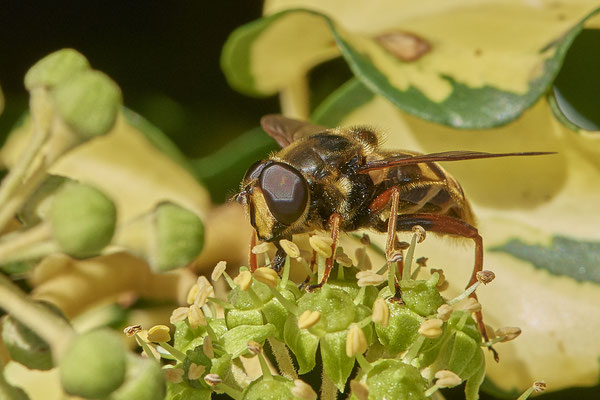 Nr. 5-2/14 - Schwebfliege - Oberhausen-Schmachtendorf Hiesfelderstraße (24.09.2018)
