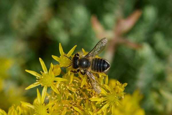 Megachile willughbiella - Garten