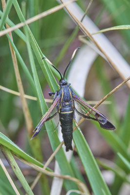 Synanthedon spheciformis / Erlenglasflügler - Venner Moor - 51°51`55.63" 7°32`09.32" - (26.05.2019)