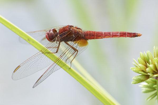 Feuerlibelle