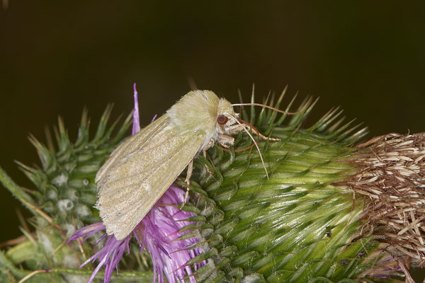 ? Mythimna / Eulenfalter - WES Drevenacker Dünen - (19.07.2020)