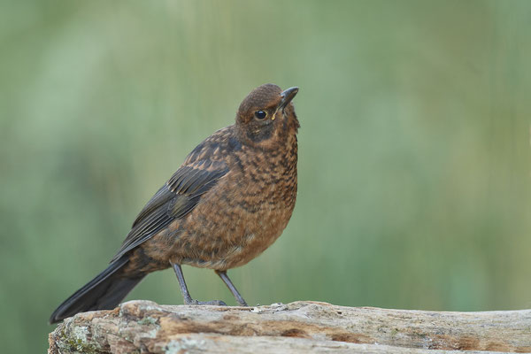Amsel Jungvogel - (03.06.2020)