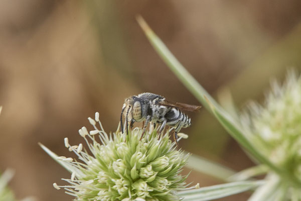Coelioxys afra - Kegelbiene - Dinslaken Emschermündung - 51°33`56.26" 6°41`27.74" - (13.08.2020) - Rote Liste: Kategorie 3: Gefährdet