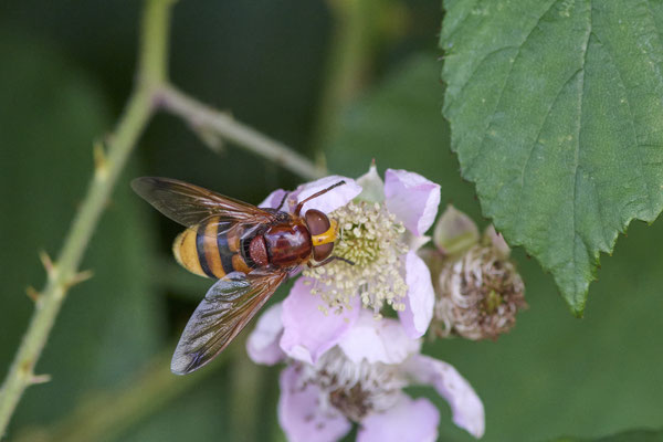 Hornissenschwebfliege