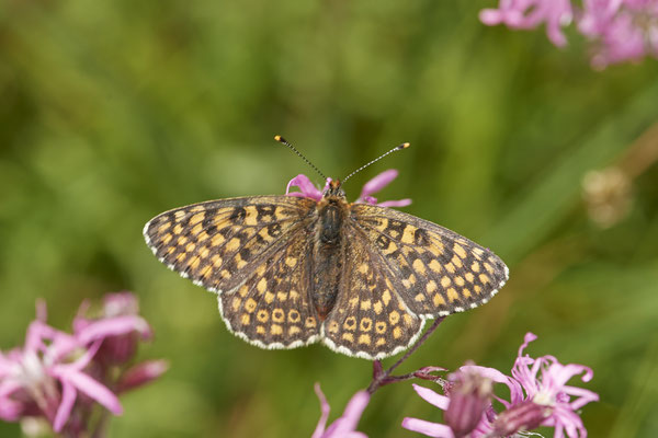 33 - Wachtelweizen-Scheckenfalter? - Vom 13.6. bis 20.6.2021 Urlaub im Allgäu