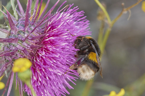 Nr.21-5/04 - Erdhummel - Bombus terrestris - OB Brache Emscher - (08.11.2018)