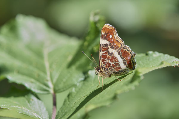 Landkärtchen - Hünxe - (28.06.2022)