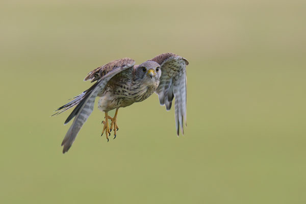 Turmfalke