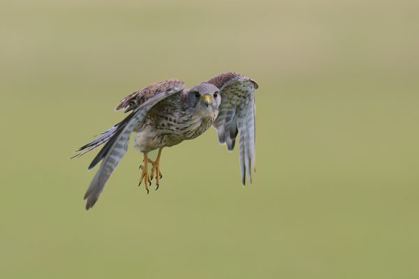 Turmfalke