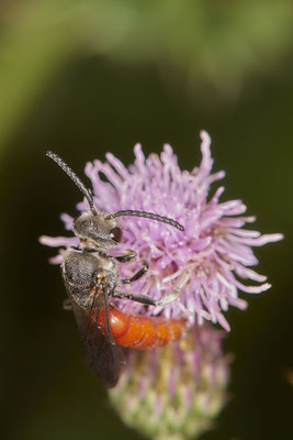 Sphecodes albilabris / Riesen-Blutbiene - WES Drevenacker Dünen - 51°39`02.42"  6°40`43.35" - (20.07.2020)